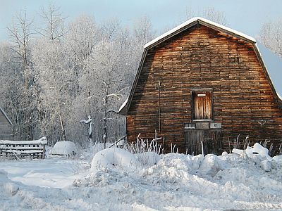 Old Barn & Trees